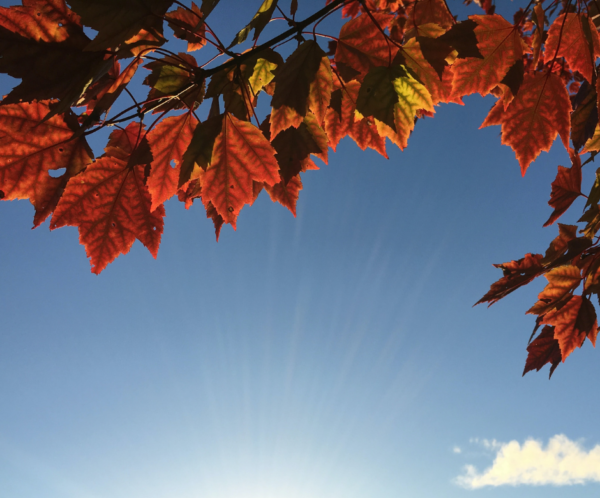 Grateful for Gratitude