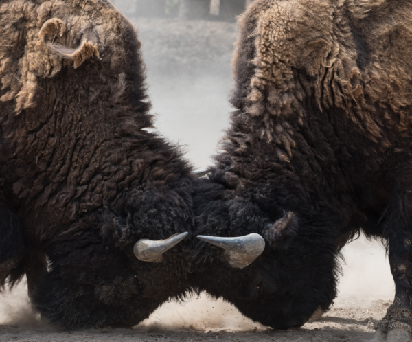 Conflicted about the Conflict