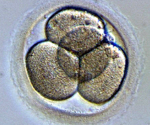 When Jesus was an Embryo