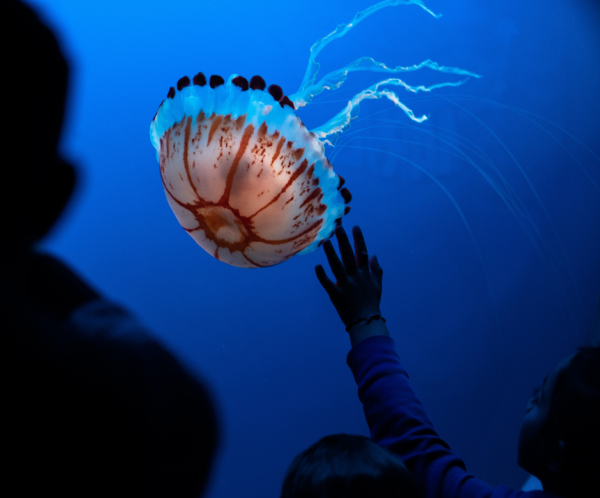 Awe: A Vital Bridge Between Science and Worship