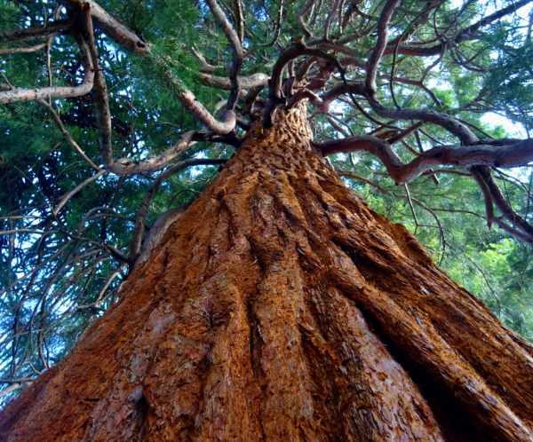 Reading God’s Book of Nature